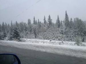 Snow covers the trees at the side of the highway