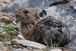 A pika is sitting on rocky ground