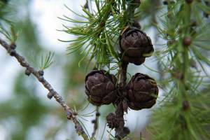Close up of cones and needles of a tamarack