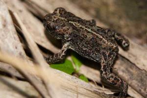 Toad walking across dead grass