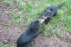 Tasmanian Devils tug of war