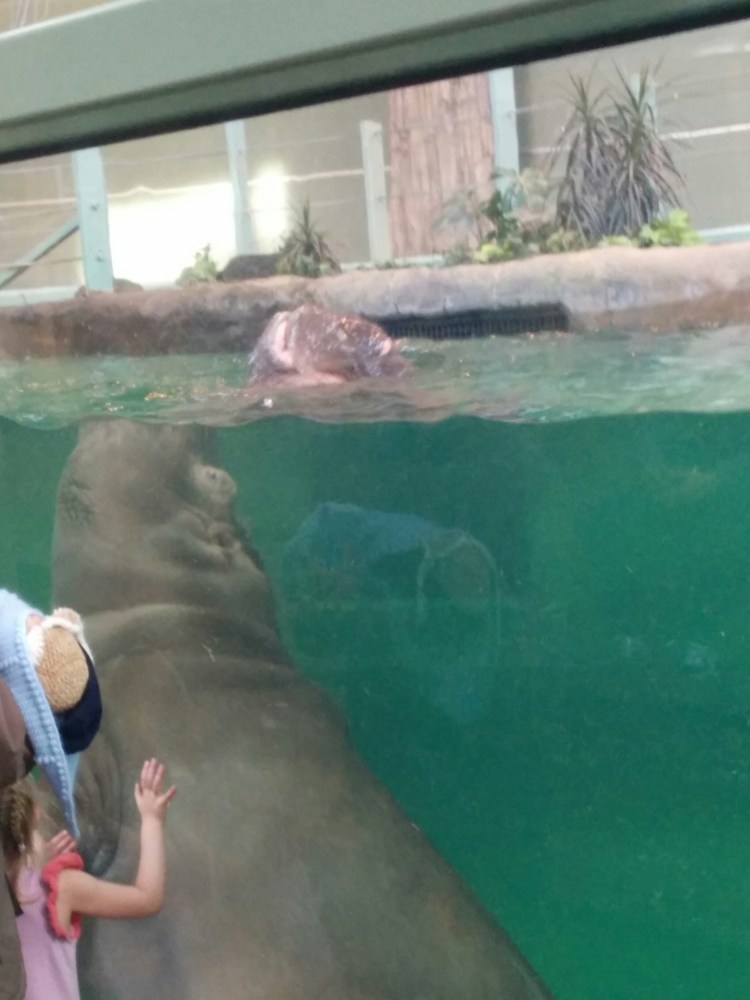 The hippo's nose appears to be separated from its body thanks to refraction