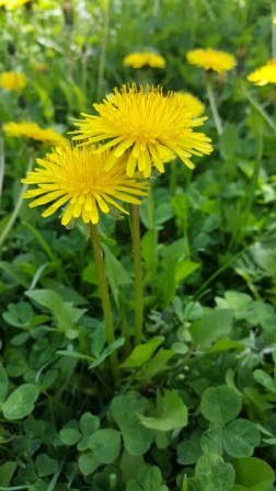 dandelion-compressed