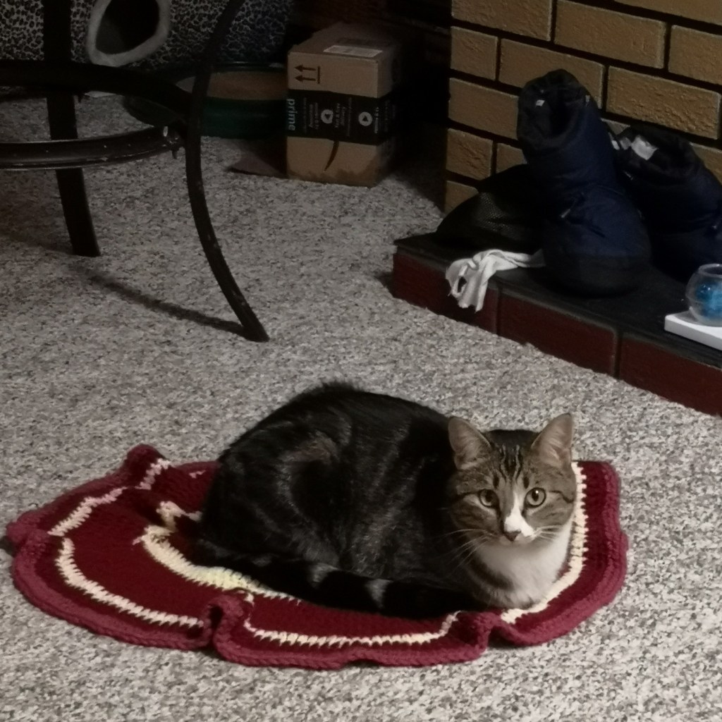 Cat sitting on small blanket on the floor