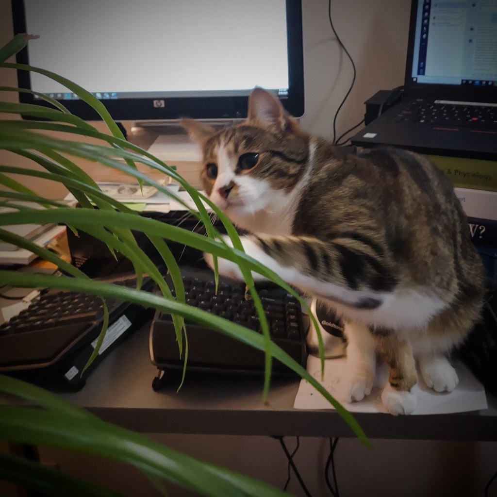 Cat sits on a desk with plant leaves in front. The cat is reaching out to try to catch the plant