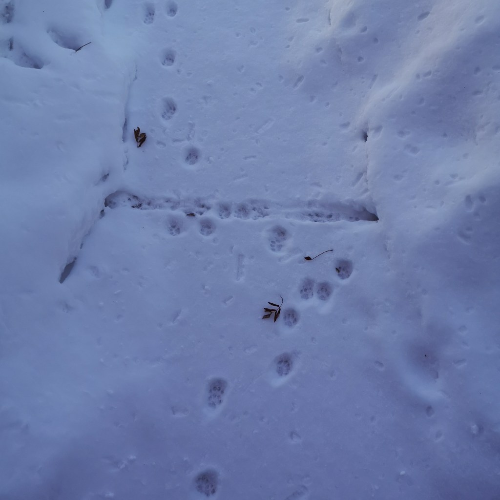 Trail between two snowbanks, with an entrance into the subnivean layer on each side.
