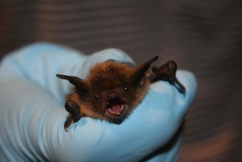 A little brown bat being held by a researcher wearing a glove.