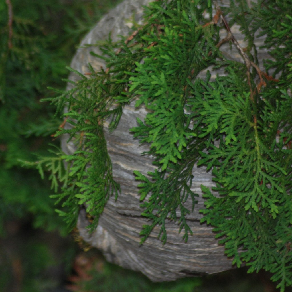 A paper nest of a type of hornet or yellow jacket hangs under the branch of a tree
