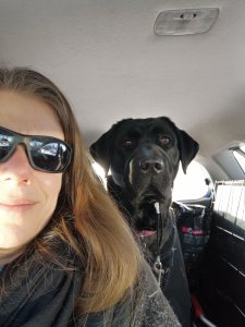 A black lab sitting behind a person in a car