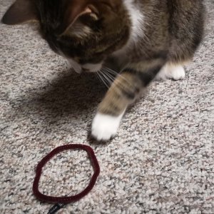 Cat pawing at a pipe cleaner twisted into a circle