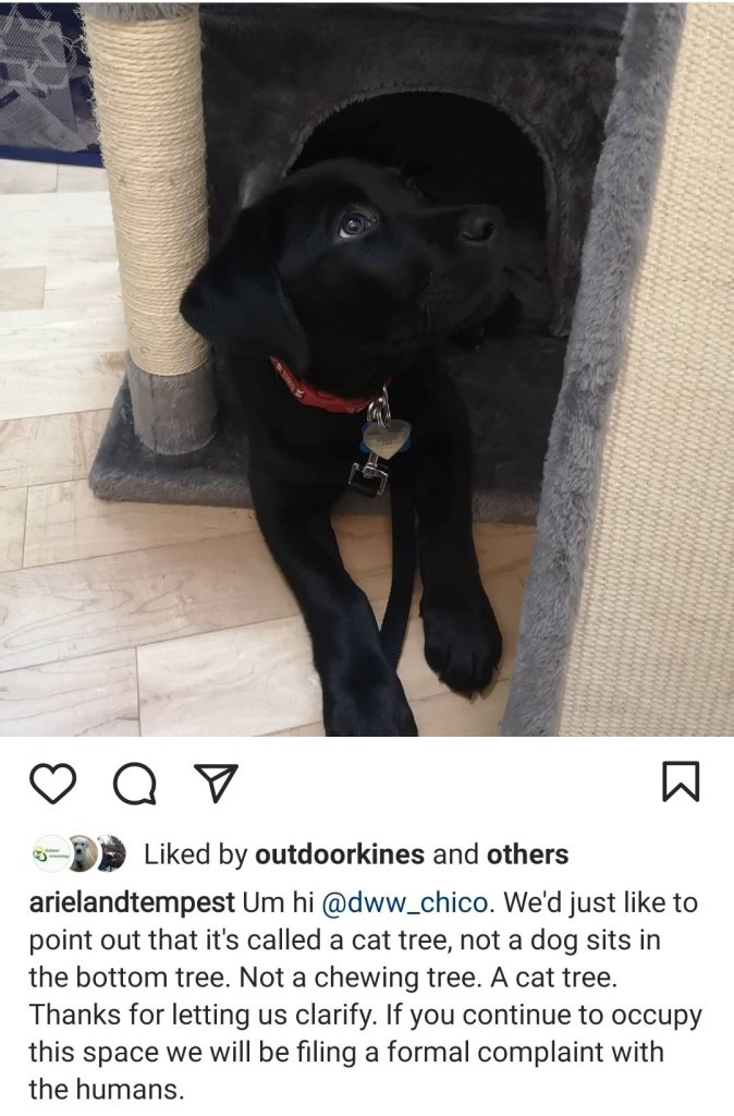 A dog sits in the bottom of a cat tree. The comment "from the cats to the dog" complains about the dog using the cat tree