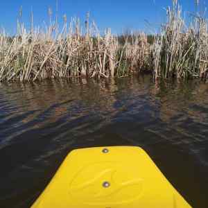 The nose of a kayak floating on water, facing reeds on the edge of a lake