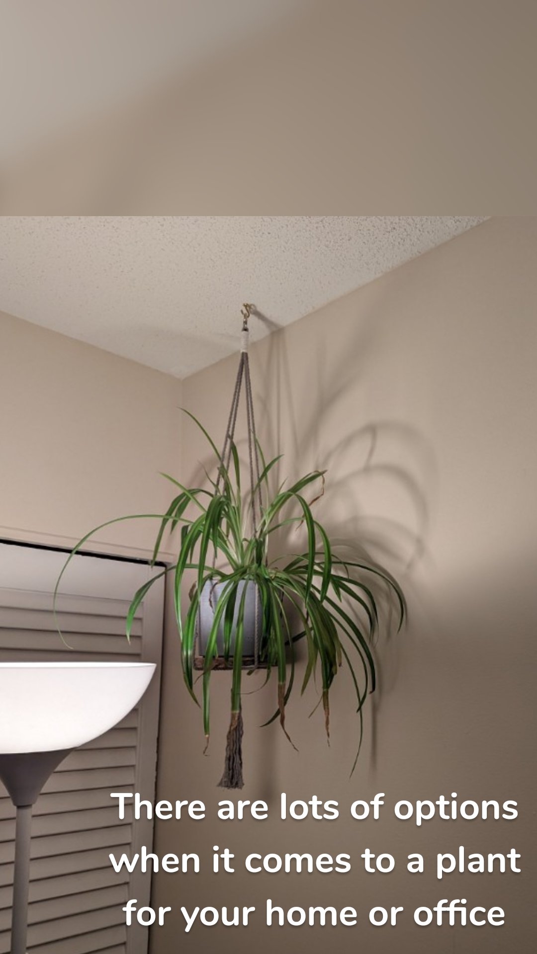 There are lots of options when it comes to a plant for your home or office