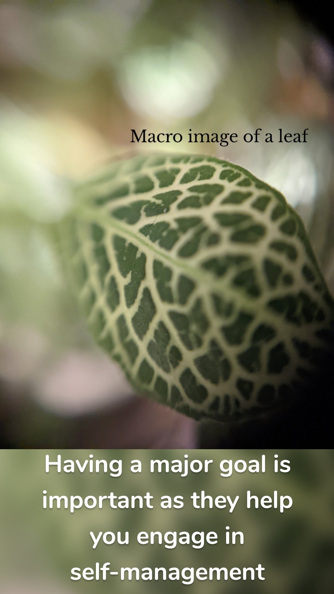 Having a major goal is important as they help you engage in self-management Macro image of a leaf