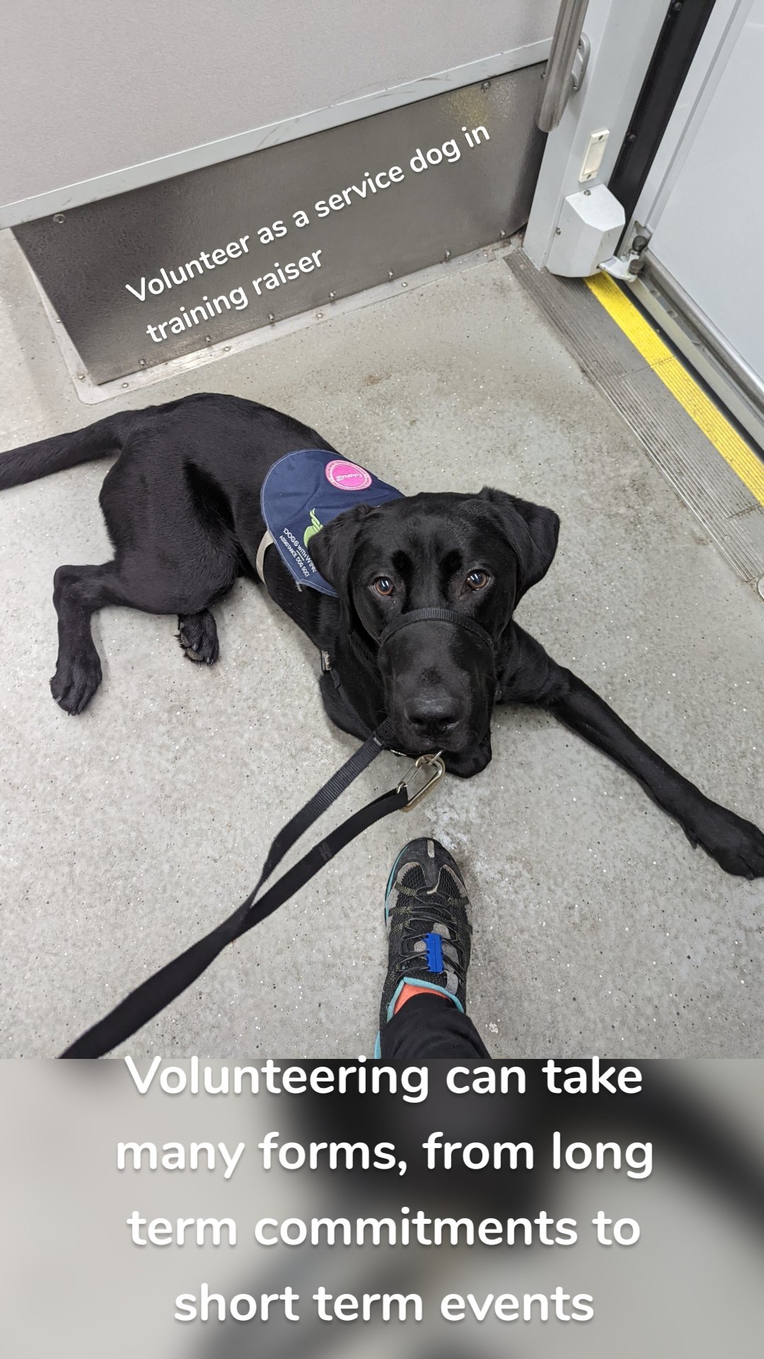 Volunteering can take many forms, from long term commitments to short term events Volunteer as a service dog in training raiser